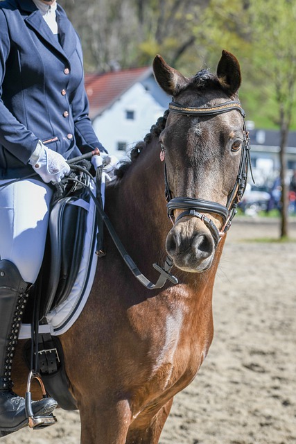 了阿诺德的 了阿诺德的